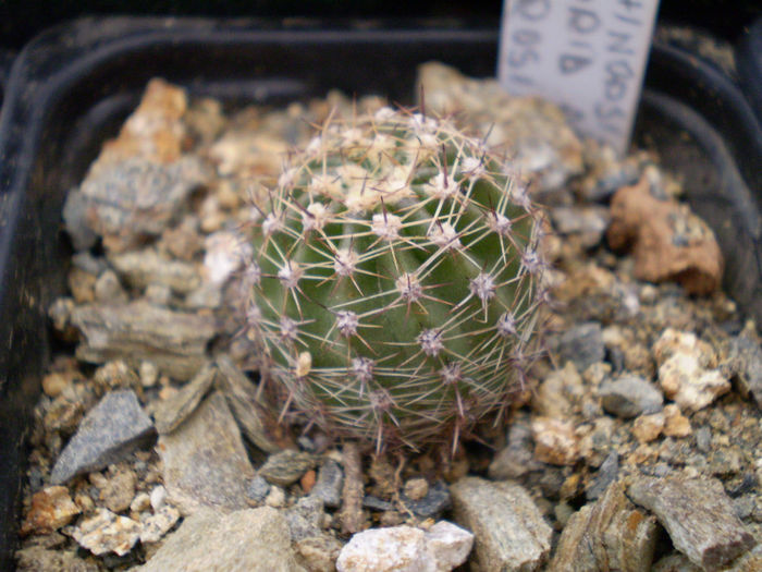 Echinopsis hb fl rosie