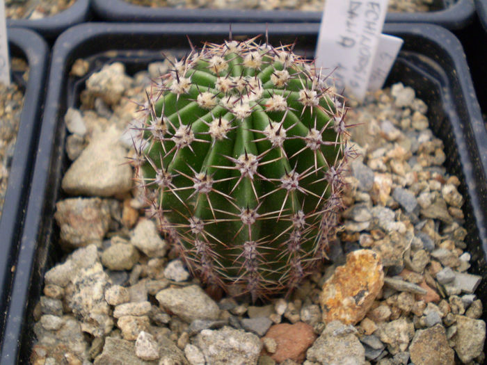 Echinopsis hb Dalia