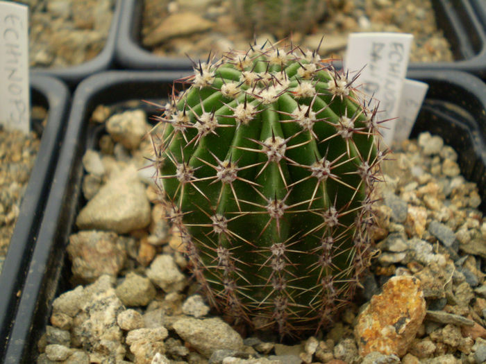 Echinopsis hb Dalia