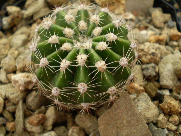 Echinopsis hb 2258