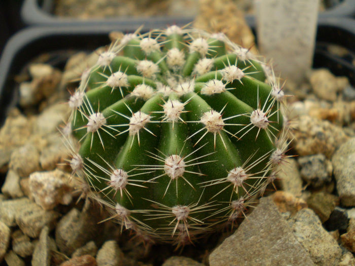 Echinopsis hb 2258