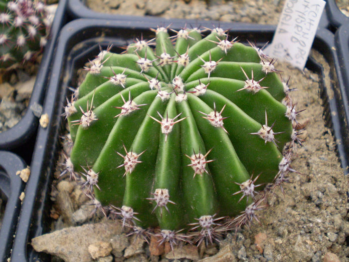 Echinopsis borla snow