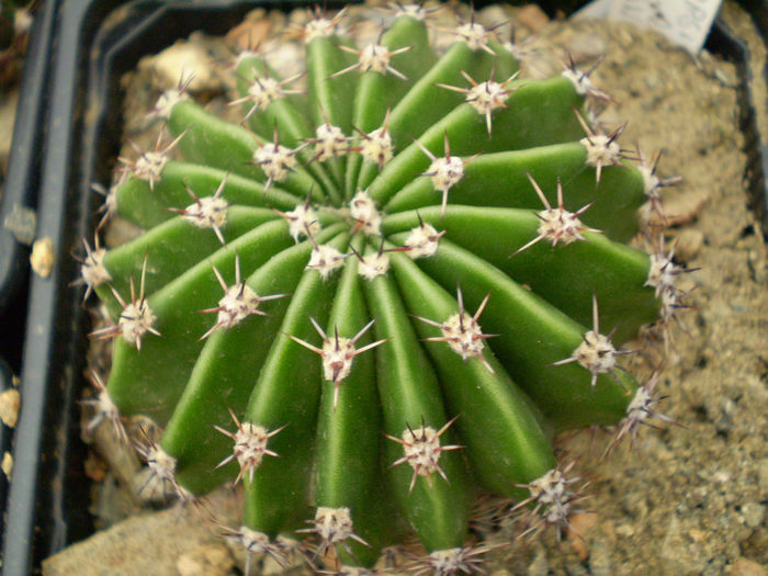 Echinopsis borla snow