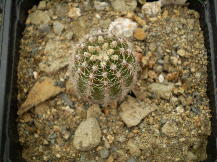 Echinopsis 417 - 2013