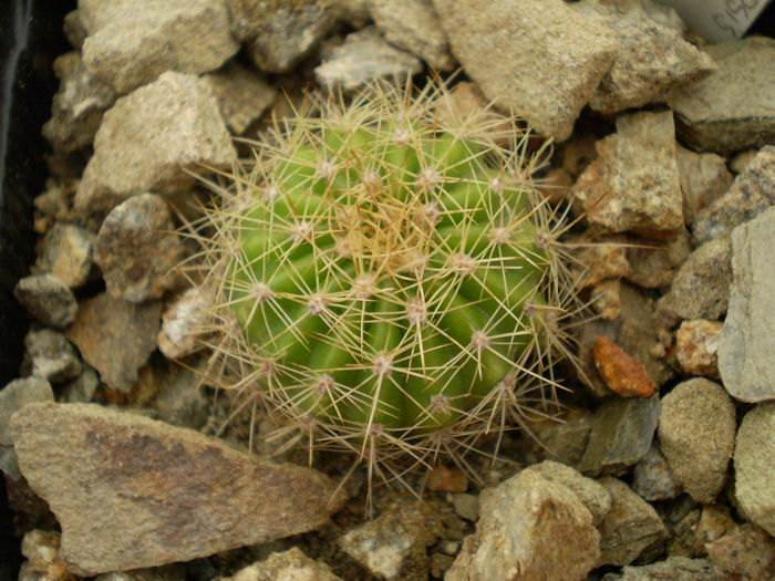 Echinopsis 413 - 2013