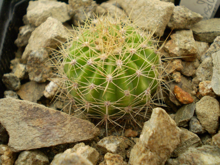 Echinopsis 413 - 2013