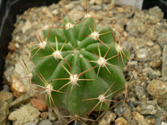 Echinopsis 846 - 2013