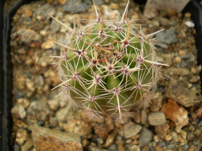 Echinopsis cv canarisensis - 2013