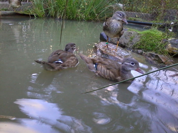 Mandarin; 2013-09-16 19.02.36
