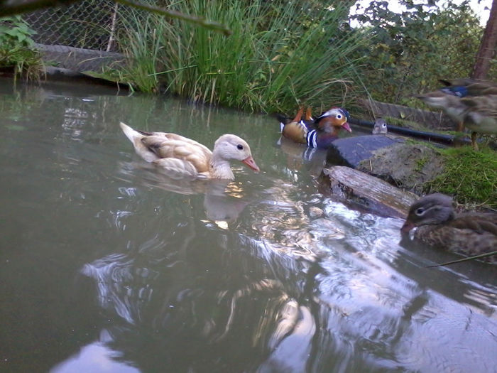 Mandarin; 2013-09-16 19.03.55
