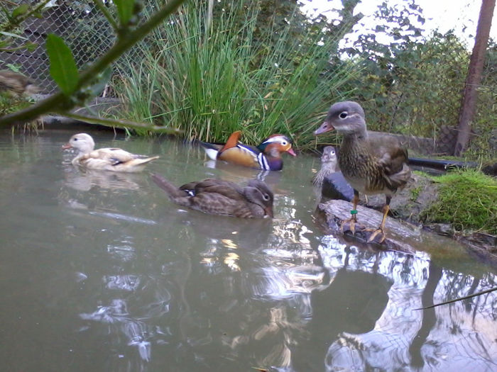 Mandarin; 2013-09-16 19.04.10
