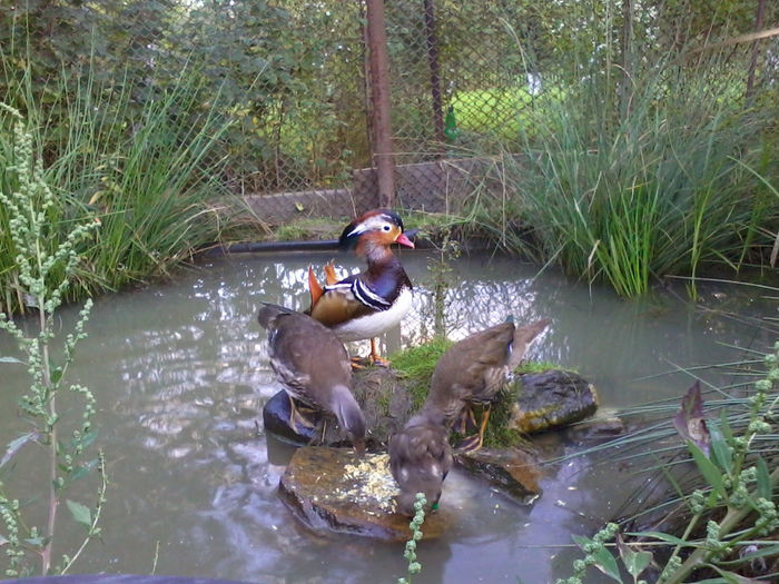 Mandarin; 2013-09-16 19.07.34
