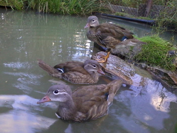 Mandarin; 2013-09-16 19.02.06
