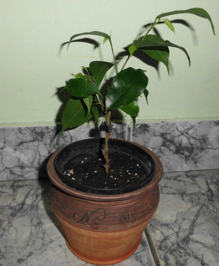 Ficus Benjamin