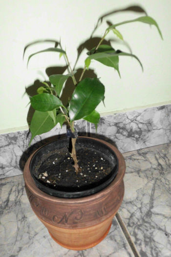 IMG_4019 - Ficus Benjamin