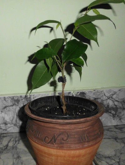 IMG_4020 - Ficus Benjamin