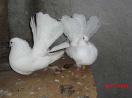 91113012_WMMVCZR - m---PORUMBEI VANDUTI