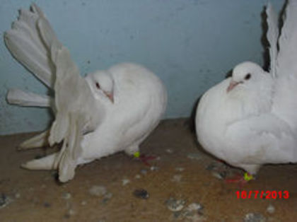 91113030_GZAXNSV - m---PORUMBEI VANDUTI