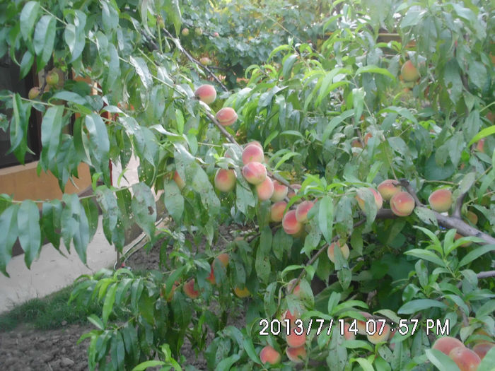 Picture 310 - Pomi fructiferi