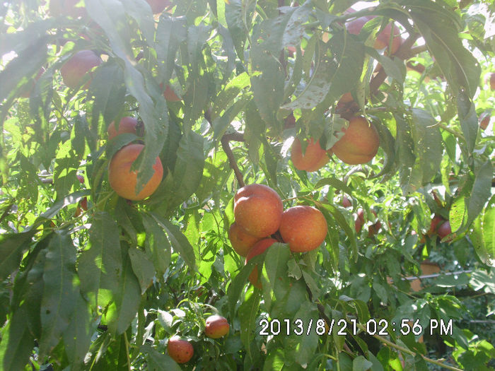 Picture 015 - Pomi fructiferi