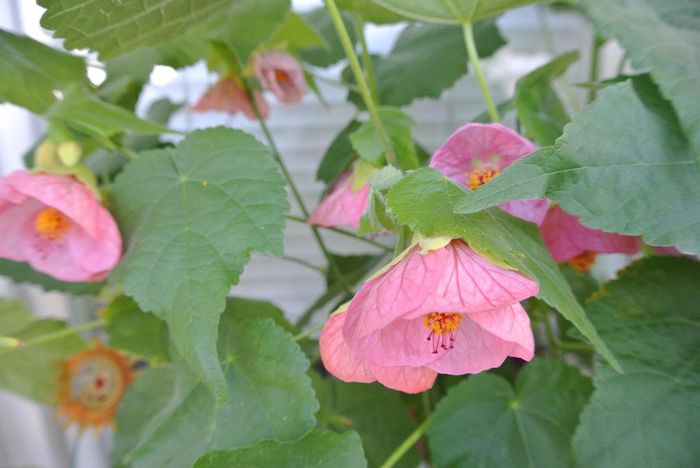 DSC_8785 - Abutilon