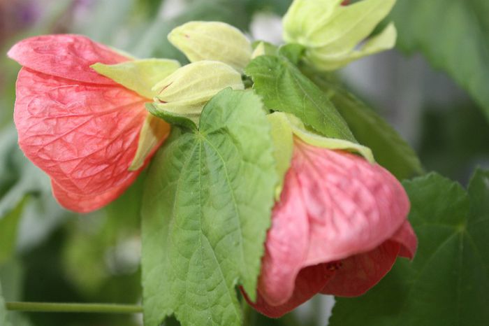 IMG_9855 - Abutilon