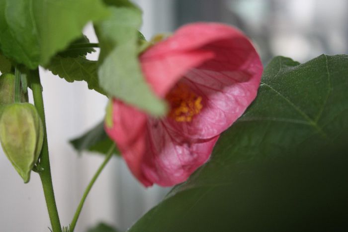 IMG_9873 - Abutilon