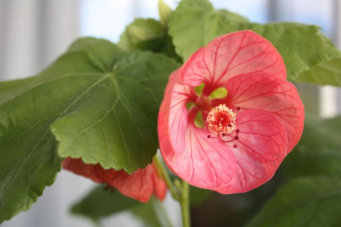 IMG_9926 - Abutilon