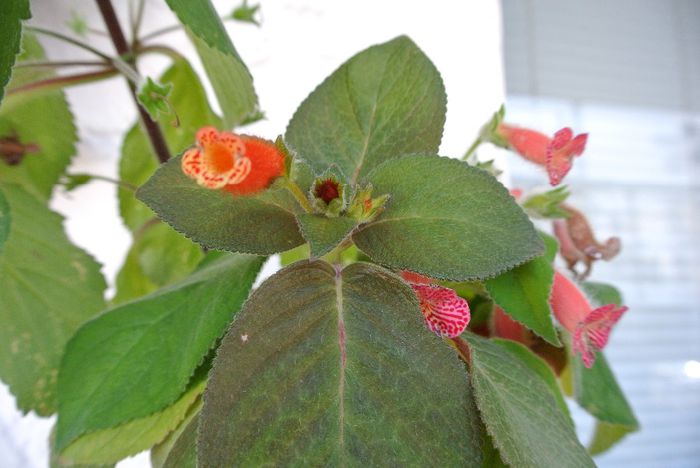 DSC_8778 - Kohleria