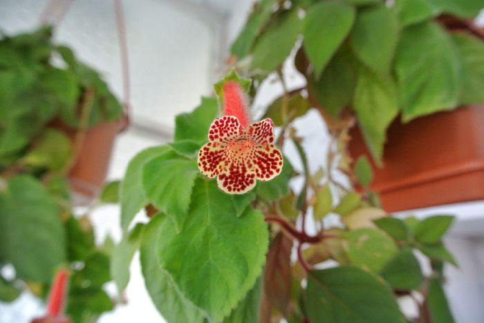 DSC_8782 - Kohleria