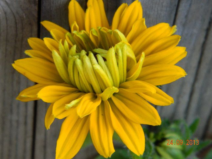 rudbeckia