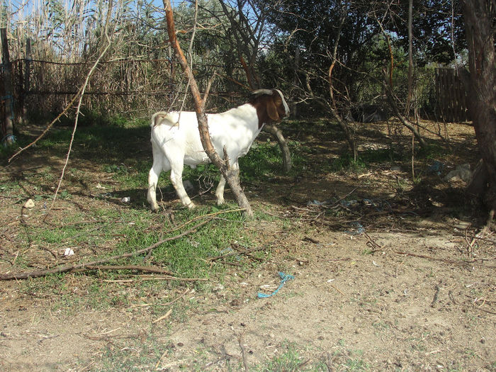 DSC03957 - tapi boer24 09 2013 si fiu nascut 28-06-2015