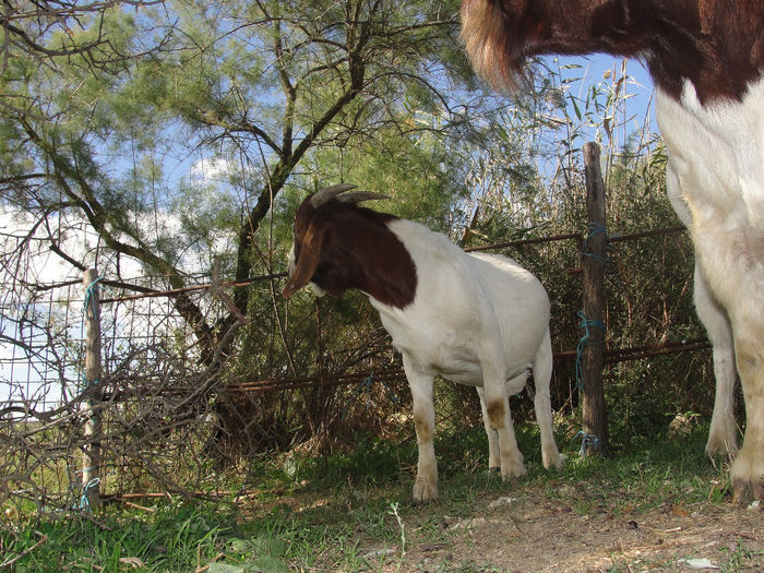 DSC03956 - tapi boer24 09 2013 si fiu nascut 28-06-2015