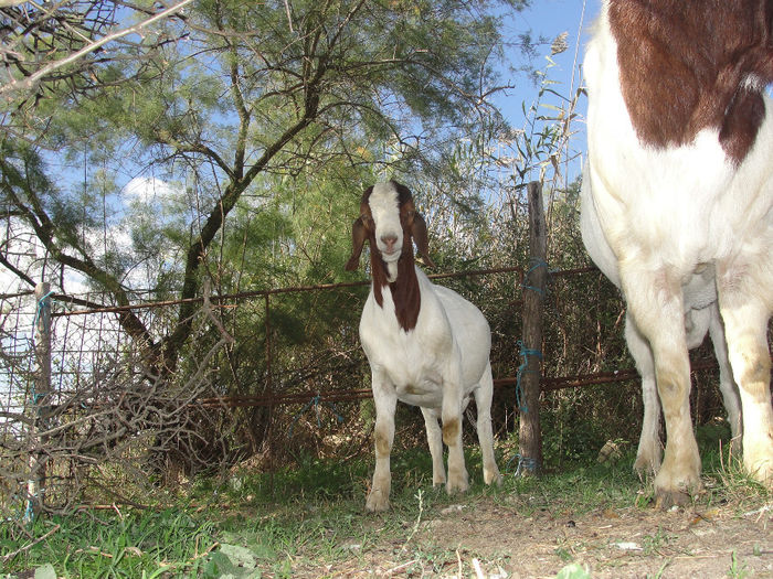 DSC03955 - tapi boer24 09 2013 si fiu nascut 28-06-2015