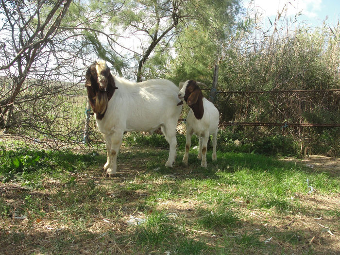 DSC03951 - tapi boer24 09 2013 si fiu nascut 28-06-2015