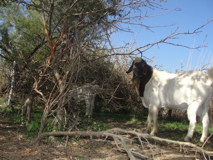 DSC03943 - tapi boer24 09 2013 si fiu nascut 28-06-2015