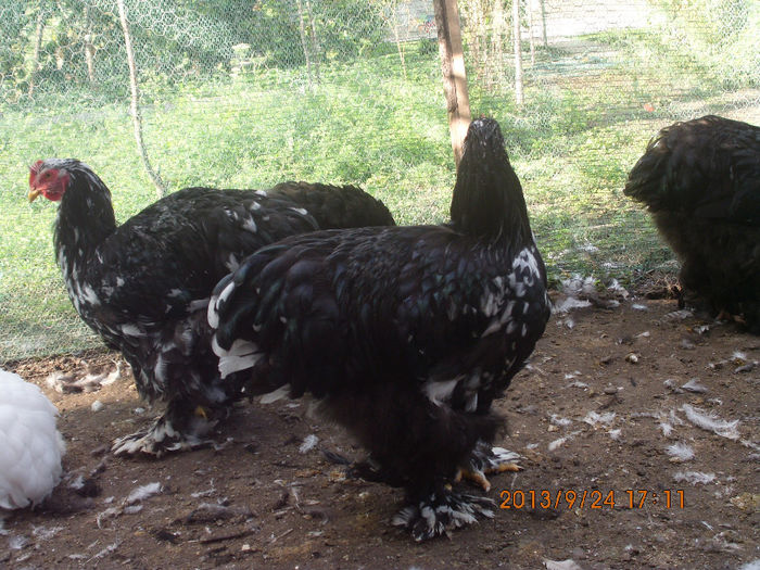 IMG_0471 - TINERET  2013 1