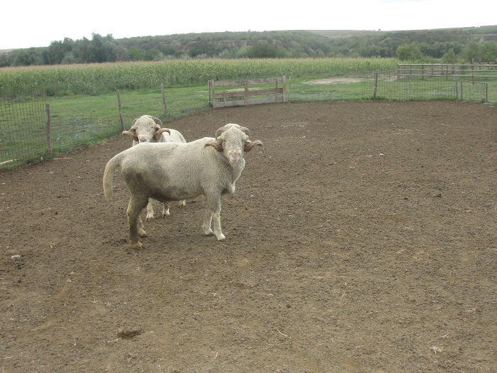 DSC03976 - berbeci merinos si i le de france