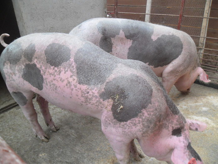 Pietrain Olandez - Scroafa Pietrain gestante prima fatare