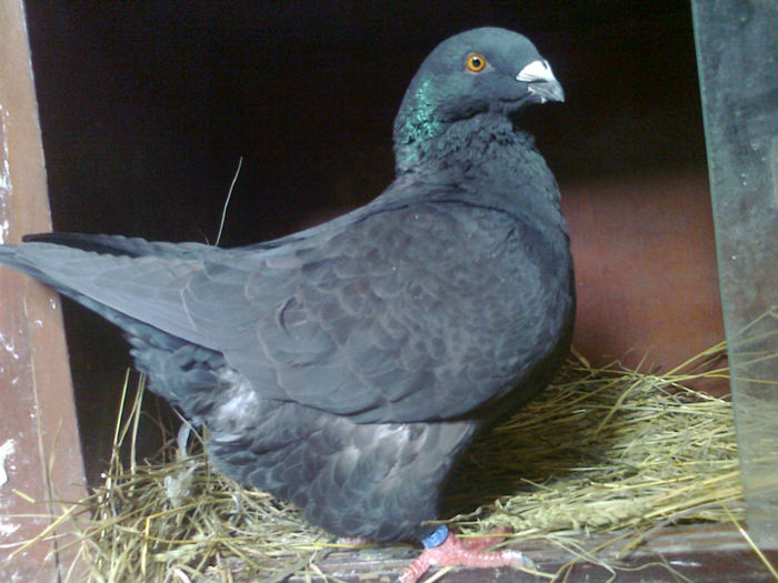 F 0285 - Porumbei americani achizitionati in 2013