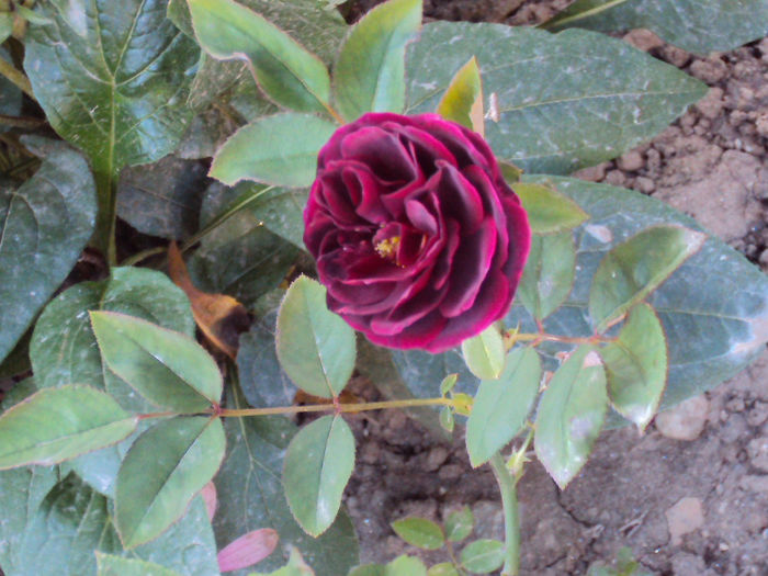 sper sa ajunga inca inflorit - The Prince