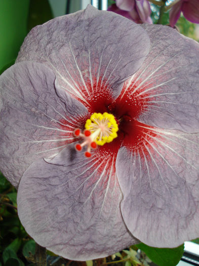 DSC02366 - Hibiscus