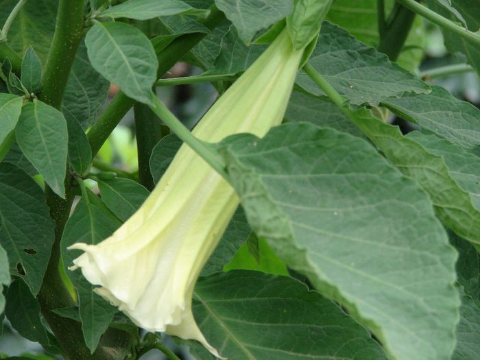 DSC00987 - brugmansia