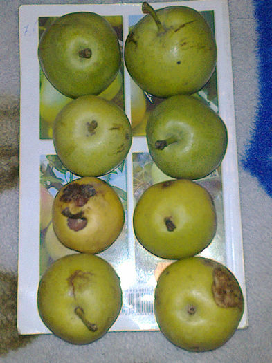 pere padurete , Pyrus Piraster