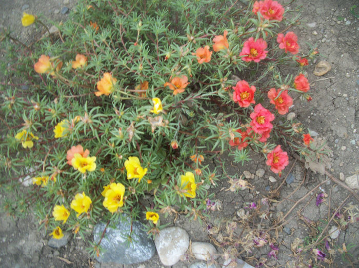 flori de piatra