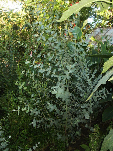 P8290148 - Gradina de flori 2013