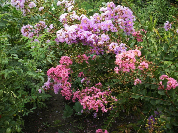 P8300063 - Gradina de flori 2013