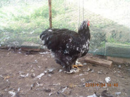 92907835_DOBRBFR