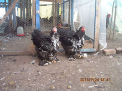 92907836_LRKUDFC