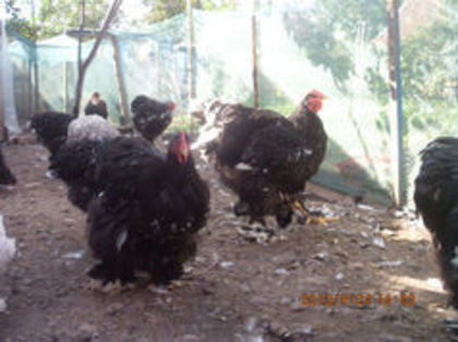 92907844_KELSAGB3